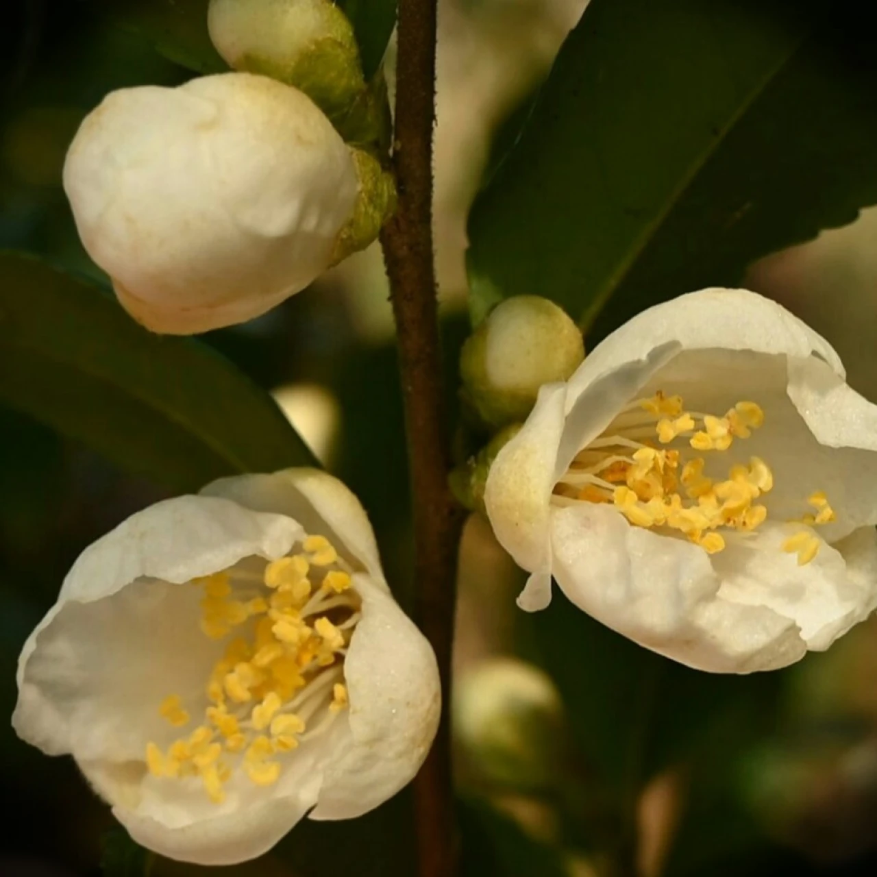 C. forrestii
